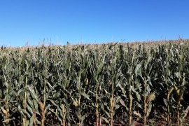 Modelo mapeia com mais precisão impactos de geadas em lavouras de milho