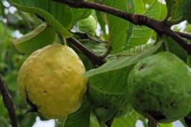 Luz UV-C modulada aumenta a vida útil das goiabas, mostra estudo