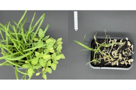 Estudo busca contribuir para o registro de pesticidas menos tóxicos e de origem natural