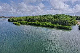 Researchers create index to assess soil health in mangroves
