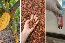 Researchers combine flavor and nutritional value in Amazonian chocolate