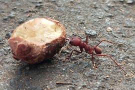 La dieta determina las bacterias presentes en jardines microbianos cultivados por hormigas