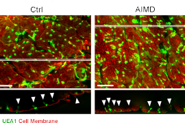 La pérdida de microbiota altera el perfil de las células que protegen la pared intestinal