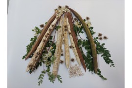 Planta asiática común en Brasil muestra potencial para la remoción de microplásticos del agua