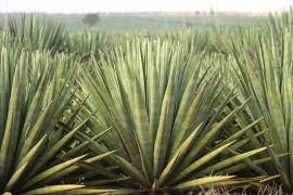 Uso de biocarvão no cultivo de agave aumenta em 60% a biomassa vegetal