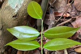 Estudo aponta ação de planta medicinal contra vírus da COVID-19