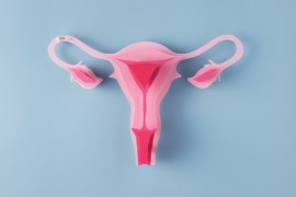 Aplicação de melatonina aumenta eficácia de transplante de tecido ovariano