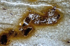 Microfósseis interpretados como rastros de animais eram na verdade algas e bactérias