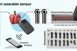 Sensores biodegradables acoplados a plantas detectan pesticidas en 3 minutos