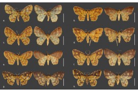 Novas espécies de mariposas são descritas em homenagem a orixás