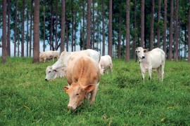 Pesquisas sobre produção animal e clima crescem, mas ainda é desafio levar ciência ao campo