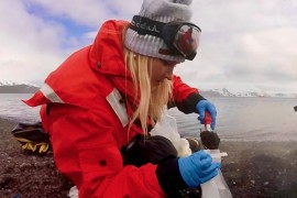 Pesquisadoras descobrem nova espécie de microrganismo adaptado a frio e calor extremos na Antártida