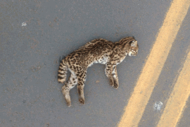 Hongo patógeno transmitido por arañazos de gatos domésticos está presente en animales de la fauna silvestre