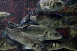 Impacto do aquecimento global na reprodução dos peixes pode ser temporário