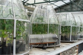 Climate change boosts soybean production but worsens bean quality