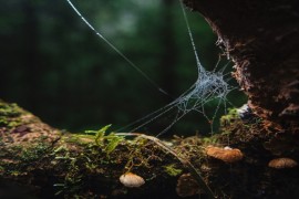 Tempestades impactam arquitetura das teias e sobrevivência de aranhas