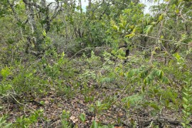Avanço de árvores no Cerrado causa a morte de plantas rasteiras por inanição