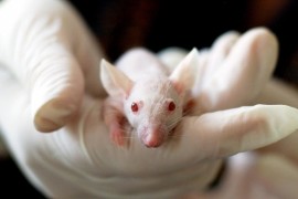 Estudo identifica proteína essencial para ativação de via molecular associada ao câncer