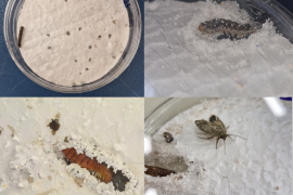 Caterpillar that attacks soybeans and cotton harbors fungi that can degrade polystyrene