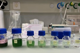 Toxina de cianobactérias aquáticas pode prejudicar a saúde por consumo de água e peixe