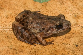 Cientistas descobrem nova espécie de rã em florestas alagadas da Amazônia