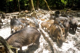 Large mammals alter soil chemistry and increase fertility in the Atlantic Forest