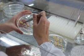 Research identifies ideal regions of the genome for creating drought-resistant corn