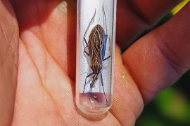Pesquisas detalham como o desmatamento impulsiona vetores de Chagas e leishmaniose na Amazônia