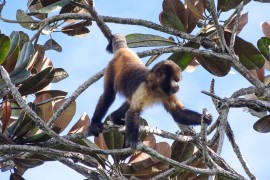 ‘Paisagem do medo’ faz macacos e elefantes restringirem rotas para evitar caçadores