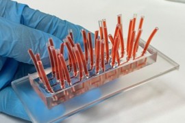 Dispositivo simula tejidos humanos y ofrece una alternativa a la experimentación animal