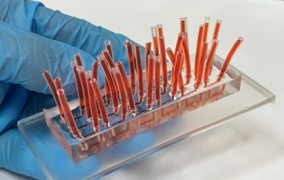 Dispositivo simula tejidos humanos y ofrece una alternativa a la experimentación animal