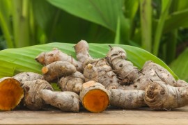Derivado da cúrcuma mostra potencial para combater fungo causador de micose