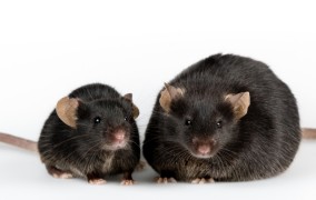 La musculación hace que las células de grasa se reduzcan incluso antes de la pérdida de peso