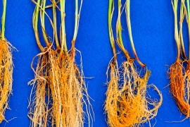 Bactérias formam ‘escudo microbiológico’ e protegem o trigo contra fungo patogênico