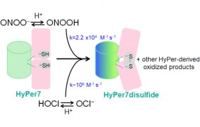 Research shows limits of specificity of tool used to detect hydrogen peroxide