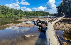 Seca e calor extremos do último El Niño antecipam ‘novo normal’ nas florestas tropicais
