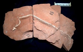 Fossil discovered in São Paulo reveals new clues about the origin of snakes