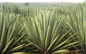 Using biochar in agave cultivation increases plant biomass by 60%