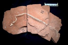 Fósil descubierto en São Paulo revela nuevas pistas sobre el origen de las serpientes