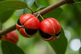 Método ‘verde’ usa solvente à base de açúcar para extrair bioativos da casca do guaraná