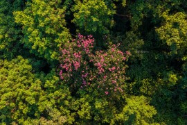Regeneração natural de florestas ajuda a conter o avanço de espécies invasoras