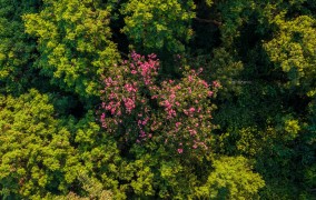 Regeneração natural de florestas ajuda a conter o avanço de espécies invasoras