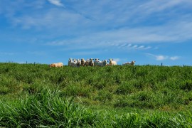 Manejo adequado transforma pastagens degradadas em reservatórios de carbono