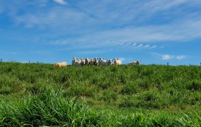 Manejo adequado transforma pastagens degradadas em reservatórios de carbono