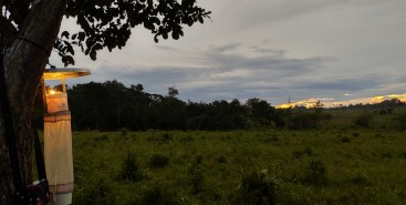 Risco de malária na Amazônia é maior em regiões parcialmente degradadas