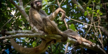 Maior primata das Américas pode perder até 61% de áreas climaticamente adequadas até 2090