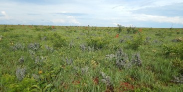 No Cerrado, a diversidade da flora está ligada a temperaturas mais altas e maior frequência de queimadas