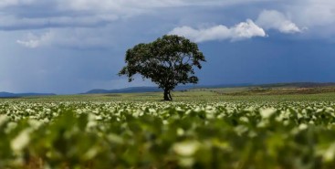 Expandir o cultivo de cana, milho e soja em terras degradadas pode triplicar produção de bioenergia no Brasil