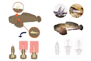 Molécula identificada em veneno de peixe peçonhento controla inflamação pulmonar em camundongos