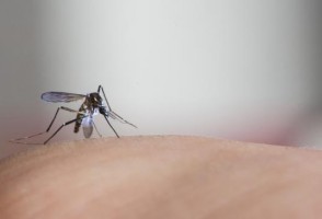 Chikungunya e zika diminuem no país como um todo, mas casos crescem nas áreas de maior risco